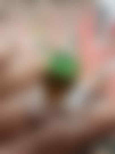 LELANG ITEM SUPER GILA ITEM SUPER CLOSE 21/