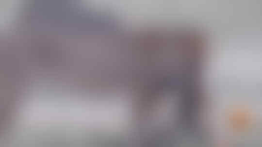 Siasat Cerdik Di Dunia Satwa: Selimut Racun Sang Laba-Laba