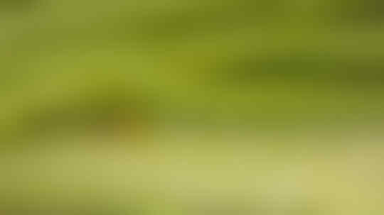 Rahasia Terbesar Di Sekitar Kita: Melihat Kehidupan Pada Seutas Daun