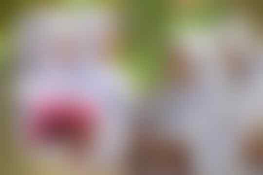 3 Hal Yang Harus Dilakukan Orang Tua, Ketika Anak Kelas Satu SMP Nonton Bokep