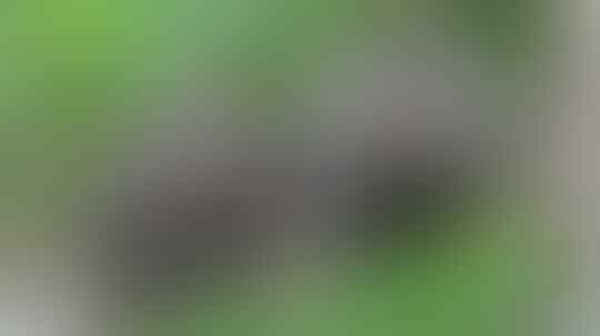 Satwa Langka Yang Di Lindungi Dan Terancam Punah Di Indonesia