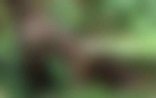 Satwa Langka Yang Di Lindungi Dan Terancam Punah Di Indonesia