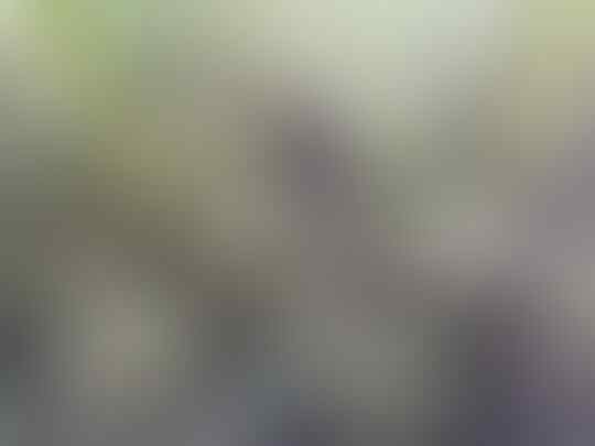 Hanggasa, Tanaman Asli Indonesia Yang Buahnya Manis Dan Kaya Manfaat