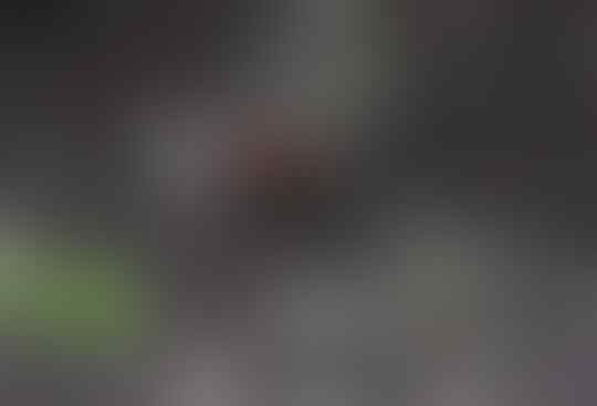 Gak Hanya Manusia, Hewan-hewan Inipun Suka Tebar Pesona Sebelum kimpoi