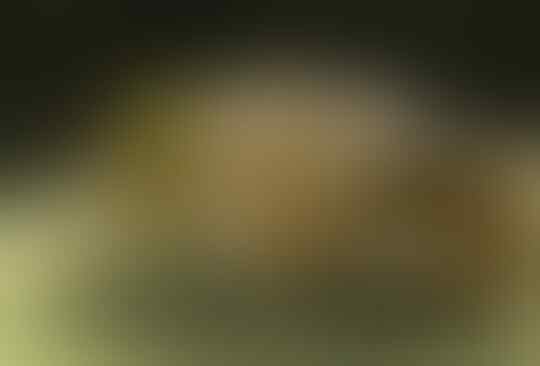 Serangga Paling Mematikan di Dunia! Ada Lalat Juga Lho Ternyata