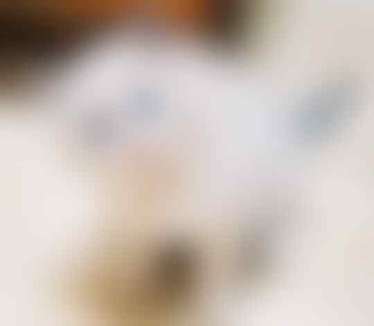 Sisi Lain Tentang Kucing