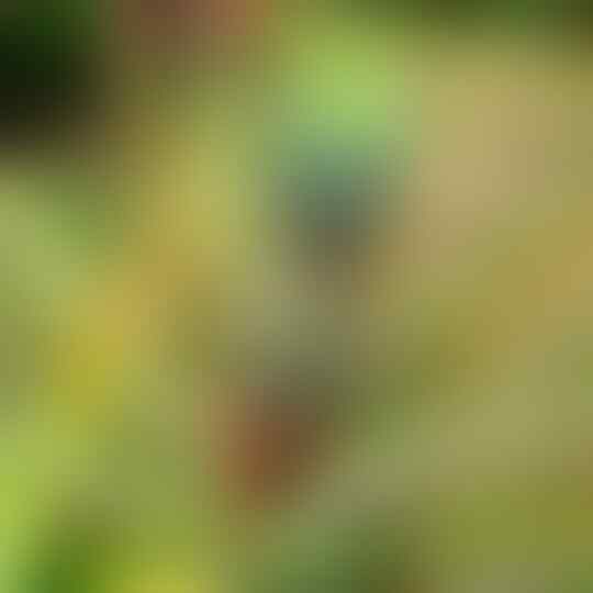 Ternyata Buah yang Sangat Populer ini Bukan Asli dari Indonesia