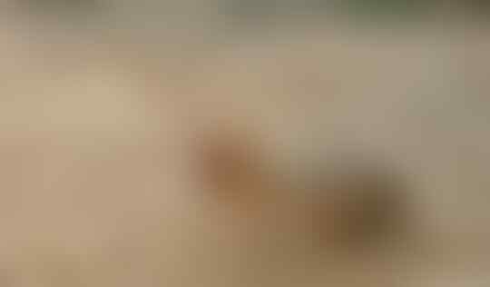 21 Hewan dengan Perawakan Menyeramkan yang Ternyata Tidak Berbahaya