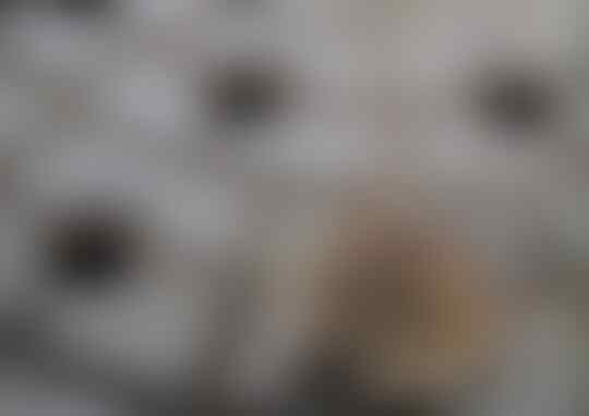 8 Kejadian Apes yang Dialami Hewan dan Manusia ini Membuatmu Geleng-Geleng Kepala