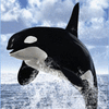 orca