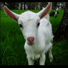 kidgoat