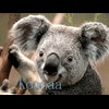 koalaa