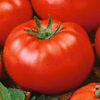 tomatbulet