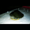 Shadow_turtle