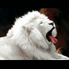 Lion_roar