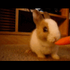rabbitz