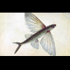 flyfish