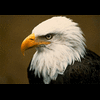 Eagle002