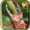 kuwagata