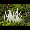 clavaria