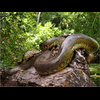 AnacondaAfrika