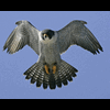 falcon.s
