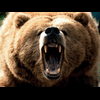 market.bear