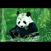 panda81