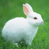 white.rabbit