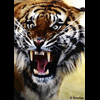 Tigerfang