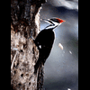 AS.Woodpecker