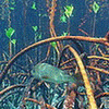 mangrovejack