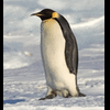 penguinonline