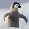 pinguintempur