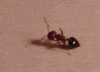the.black.ant