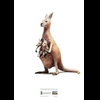 kangaroo1001