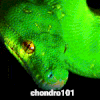 chondro101