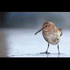 dunlin