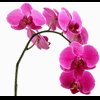 orchidcs