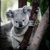 hungry.koala