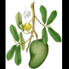 healty4live