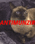 antimunzir