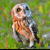 kangowl