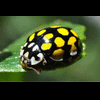 kumbanglebah
