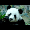 dancing.panda