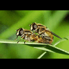 honeybee88