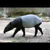 sikutapir