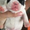 french bulldog mini high quality puppies