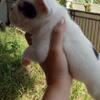 french bulldog frenchie puppies male