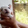french bulldog frenchie puppies male